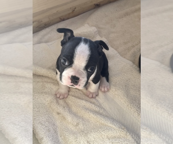 Medium Photo #6 Boston Terrier Puppy For Sale in KNOXVILLE, TN, USA