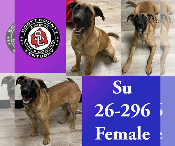 Medium Photo #1 Holland Shepherd-Unknown Mix Puppy For Sale in Georgetown, KY, USA