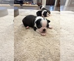 Small Photo #2 Boston Terrier Puppy For Sale in FREDONIA, KS, USA