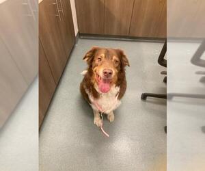 Australian Shepherd Dogs for adoption in Baytown, TX, USA