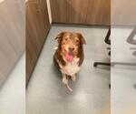 Small Australian Shepherd