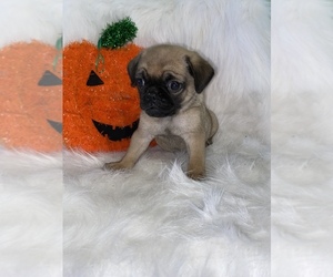 Pug Puppy for sale in BEECH GROVE, IN, USA