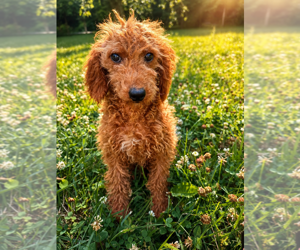 Medium Photo #40 Goldendoodle mix (+ Poodle Miniature) Puppy For Sale in DURHAM, CT, USA
