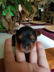 Yorkshire Terrier Puppy for sale in UNION GROVE, NC, USA