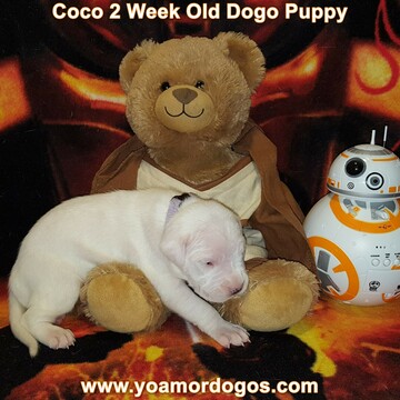 Medium Photo #51 Dogo Argentino Puppy For Sale in JANE, MO, USA