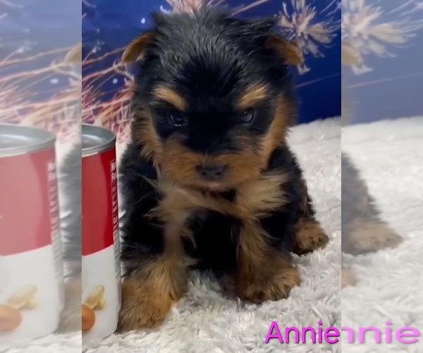 Medium Photo #5 Yorkshire Terrier Puppy For Sale in AZLE, TX, USA