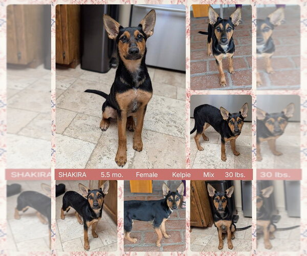 Medium Photo #1 Australian Kelpie-Unknown Mix Puppy For Sale in Mesa, AZ, USA