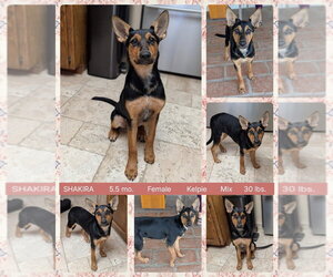 Australian Kelpie-Unknown Mix Dogs for adoption in Mesa, AZ, USA