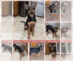 Small Australian Kelpie Mix