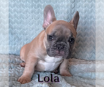 Small #19 French Bulldog