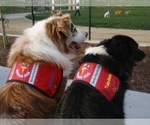 Small #1 Australian Shepherd