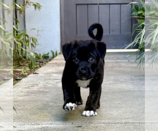 Medium Photo #3 Labrador Retriever-Unknown Mix Puppy For Sale in San Juan Capistrano, CA, USA