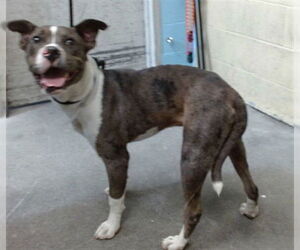 Medium American Pit Bull Terrier