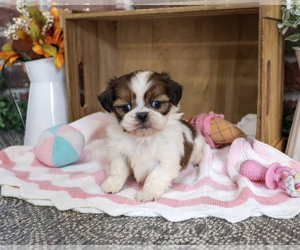 Medium Photo #2 Shih Tzu Puppy For Sale in SYRACUSE, IN, USA