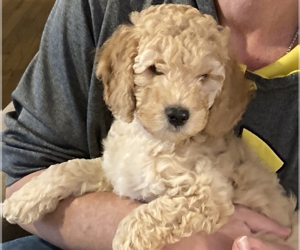 Medium Photo #4 Goldendoodle (Miniature) Puppy For Sale in BATTLE CREEK, MI, USA