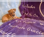 Puppy Dave Miniature Pinscher