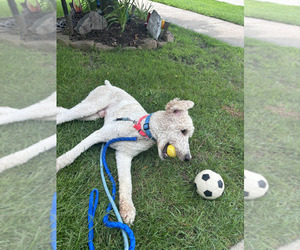 Poodle (Standard) Puppy for sale in YPSILANTI, MI, USA