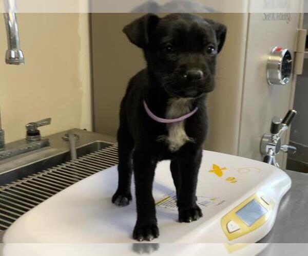 Medium Photo #1 Border Collie-Texas Heeler Mix Puppy For Sale in Visalia, CA, USA