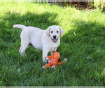 Rodney - Male Labrador Retriever Puppy for Sale - Photo #3