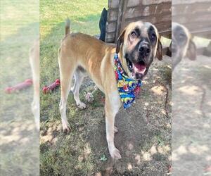 Mastiff-Unknown Mix Dogs for adoption in Tulsa, OK, USA