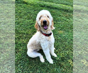 Mutt Dogs for adoption in Shelburne, VT, USA