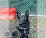 Small #11 German Shepherd Dog Mix