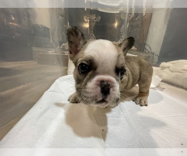 Medium Photo #5 French Bulldog Puppy For Sale in LILLINGTON, NC, USA