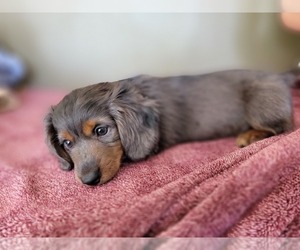 Dachshund Puppy for sale in OROFINO, ID, USA