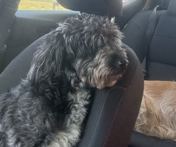 Medium Photo #1 Goldendoodle Puppy For Sale in EXETER, RI, USA