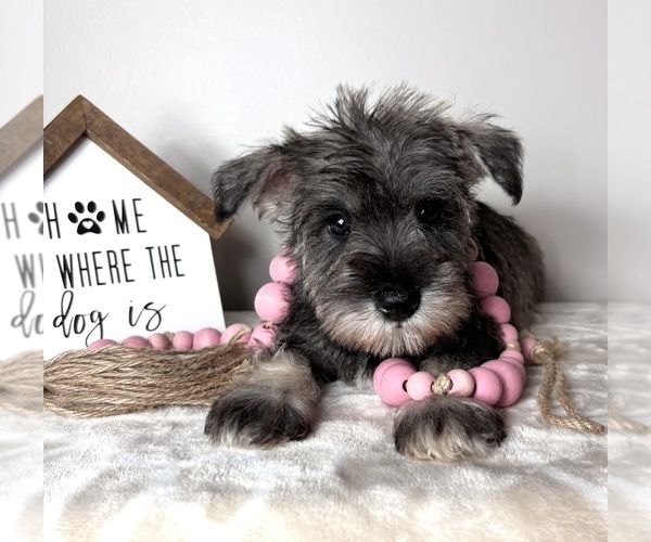 Medium Photo #1 Schnauzer (Miniature) Puppy For Sale in INDIANAPOLIS, IN, USA