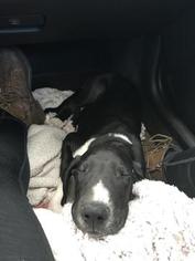 Great Dane Puppy for sale in ESSEX, IA, USA