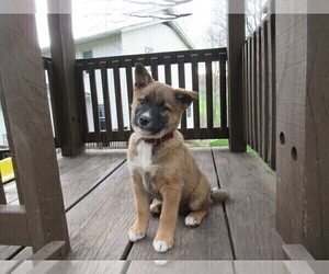 Border Collie-Shiba Inu Mix Puppy for sale in DUNDEE, OH, USA