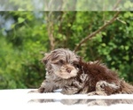 Small #1 ShihPoo