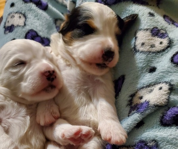 Medium Photo #13 Bernedoodle (Miniature) Puppy For Sale in LEETONIA, OH, USA