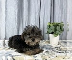 Small #5 Schnoodle (Standard)