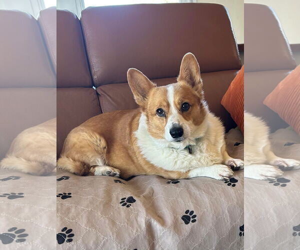 Medium Photo #3 Mutt Puppy For Sale in Denver , CO, USA