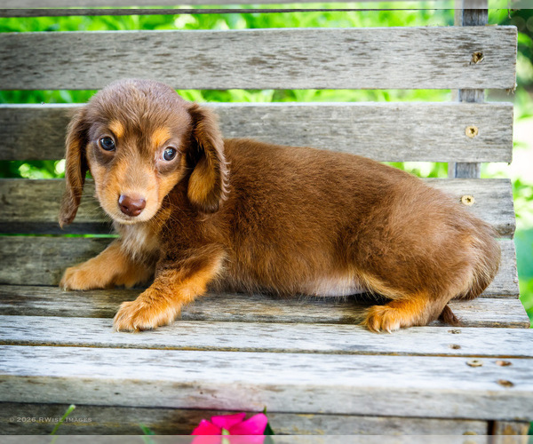 Medium Photo #4 Dachshund Puppy For Sale in WAKARUSA, IN, USA