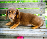 Small #3 Dachshund