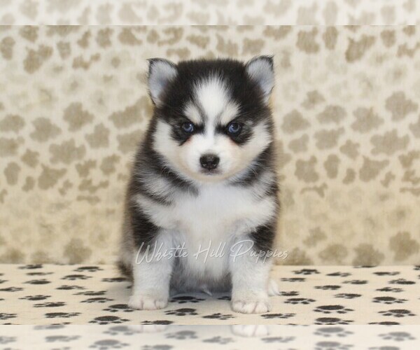 Medium Photo #3 Pomsky Puppy For Sale in DENVER, PA, USA