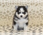 Small #2 Pomsky