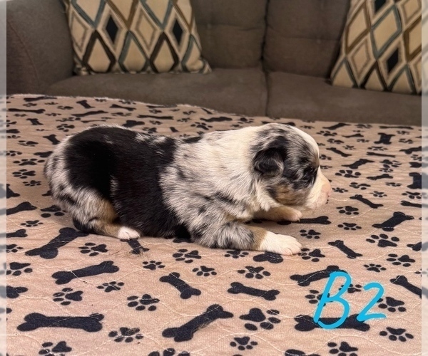 Medium Photo #16 Australian Shepherd Puppy For Sale in SALISBURY, NC, USA