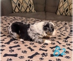 Small Photo #16 Australian Shepherd Puppy For Sale in SALISBURY, NC, USA