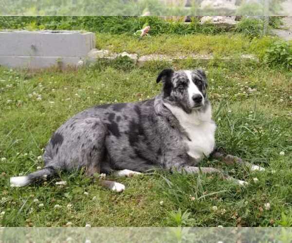Medium Photo #1 Australian Shepherd-Unknown Mix Puppy For Sale in COOKEVILLE, TN, USA
