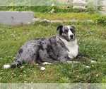 Small Photo #1 Australian Shepherd-Unknown Mix Puppy For Sale in COOKEVILLE, TN, USA