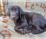Small Photo #5 Labrador Retriever Puppy For Sale in MARIETTA, GA, USA