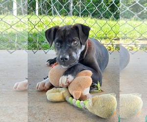 Labrador Retriever-Unknown Mix Dogs for adoption in Rustburg, VA, USA