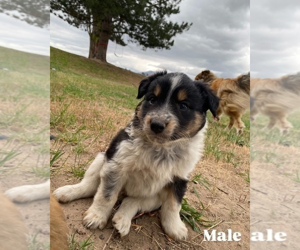 Medium Photo #2 Australian Cattle Dog-Scotch Collie Mix Puppy For Sale in PLAINS, MT, USA