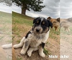 Small Photo #2 Australian Cattle Dog-Scotch Collie Mix Puppy For Sale in PLAINS, MT, USA