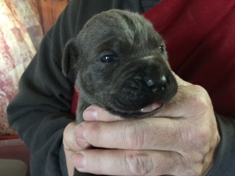 Medium Photo #1 Cane Corso Puppy For Sale in MUNCIE, IN, USA