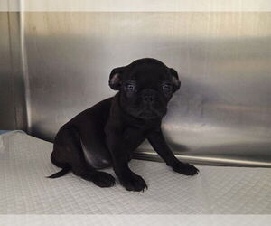 Frenchie Pug Dogs for adoption in San Clemente, CA, USA